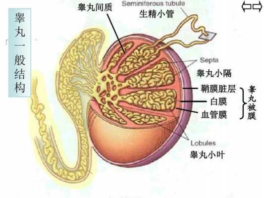 睾丸薄膜（睾丸薄膜破裂）