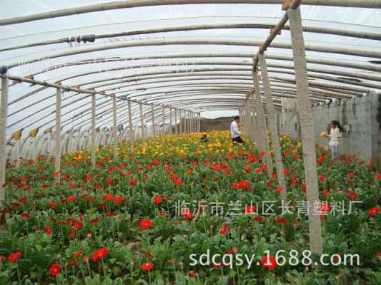 广东薄膜花卉温室报价（温室膜价格）