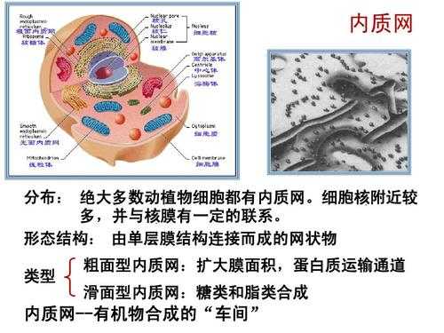 薄膜内质网（内质网细胞膜）