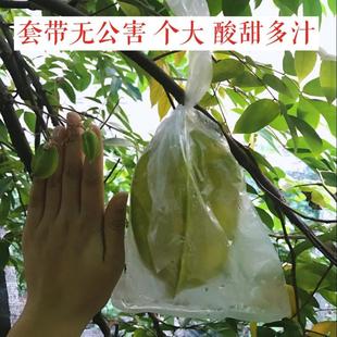 杨桃薄膜袋（杨桃包塑料袋）